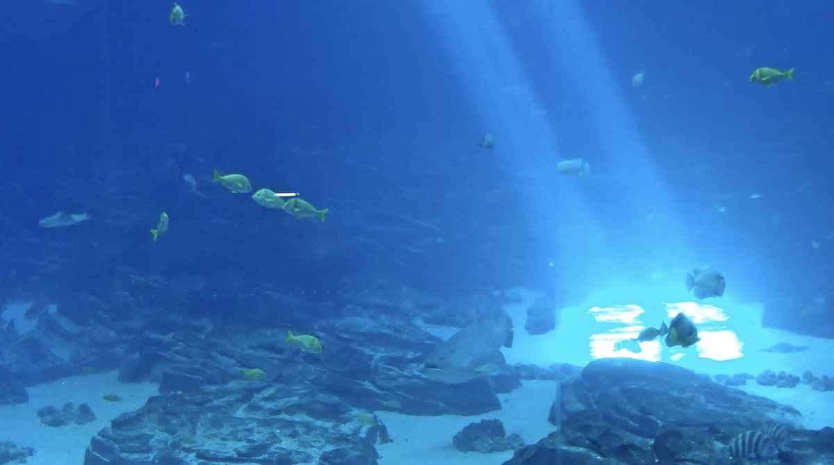 En direct de l'Aquarium d'Atlanta
