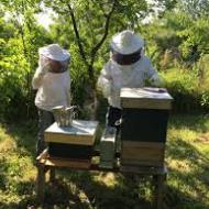 Apiculture réseau sequoia