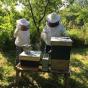 Apiculture réseau sequoia