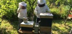 Apiculture réseau sequoia