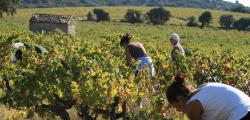 Vendanges avec le Réseau Sequoia