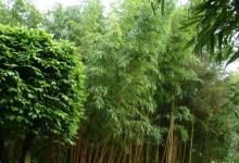 vivax aureocaulis