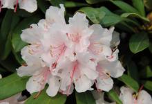 rhododendron-jacksonii