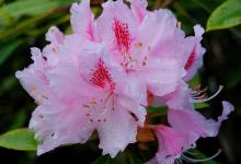 rhododendron_albert_schweitzer